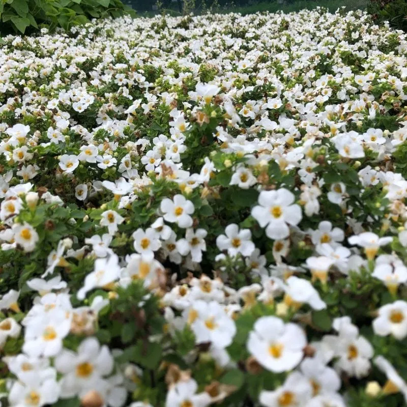 World Botanics MegaCopa White bacopa 5 jonge planten hang