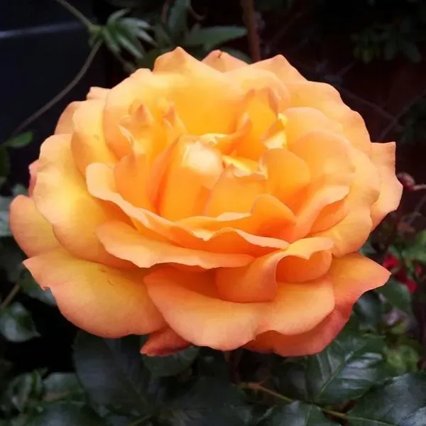 World Botanics Precious Amber Floribunda roos 1 kale wortel geurend