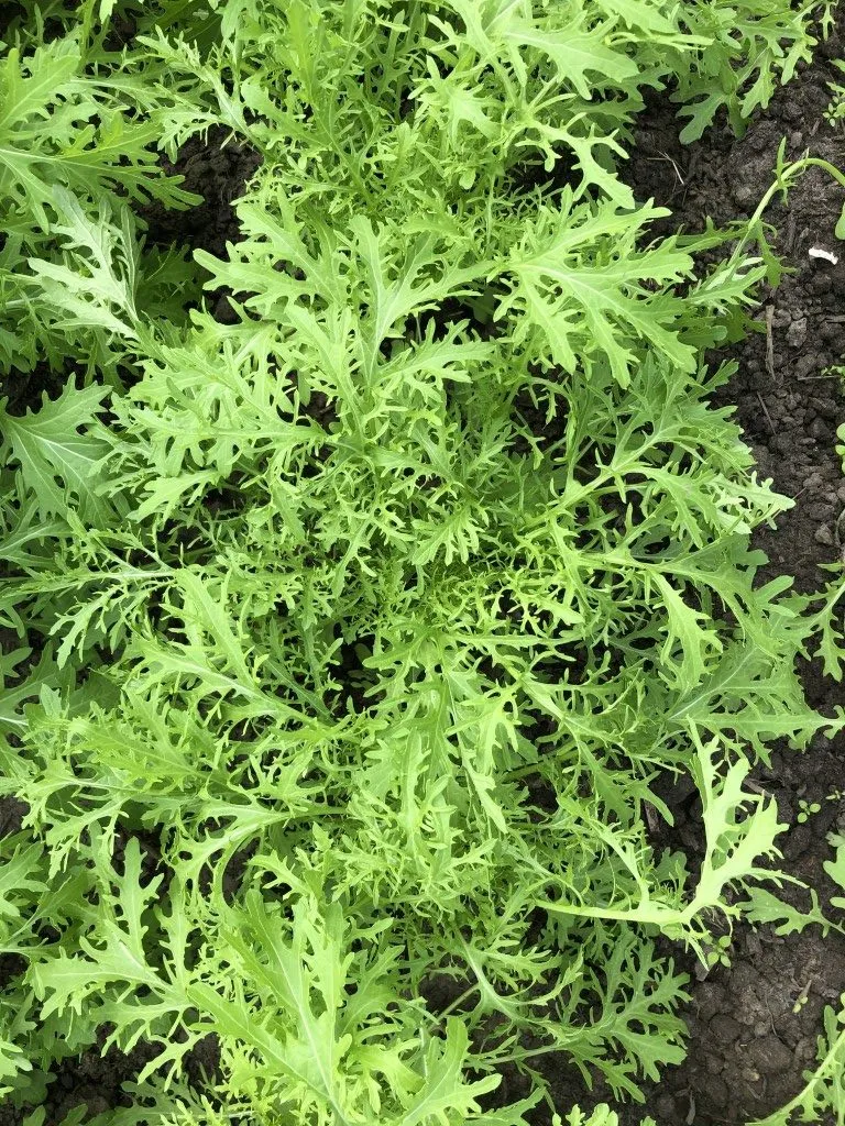 Vitale Rassen Bladmosterd Golden Frills zaden onbespoten