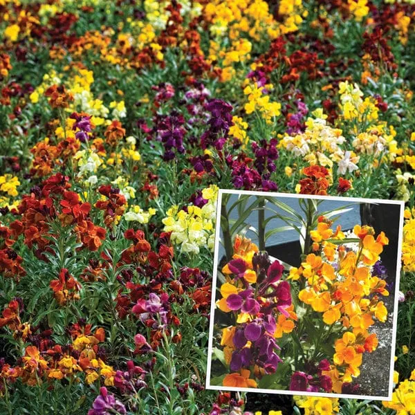 World Botanics Wallflower Persian Carpet Mixed kale wortel 10 stuks