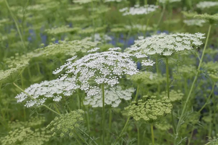 Vitale Rassen Groot akkerscherm bloemzaden onbespoten