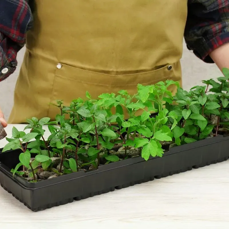World Botanics Plantable Pellets kweekkas 36 planten