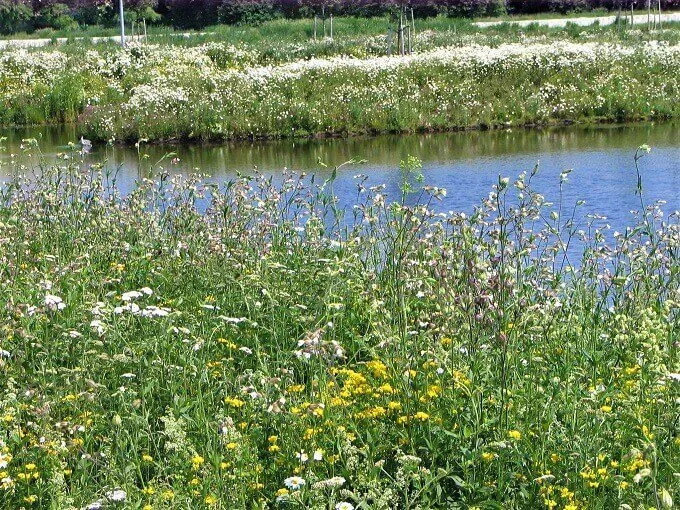 MediGran Graslandflora GV-43 bloemenmengsel vochtige kalkgrond