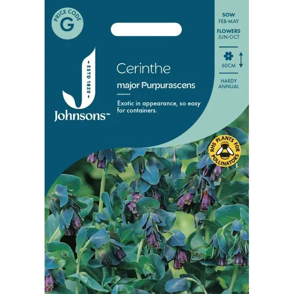 World Botanics Cerinthe Purpurascens bloemzaden paars eenjarig