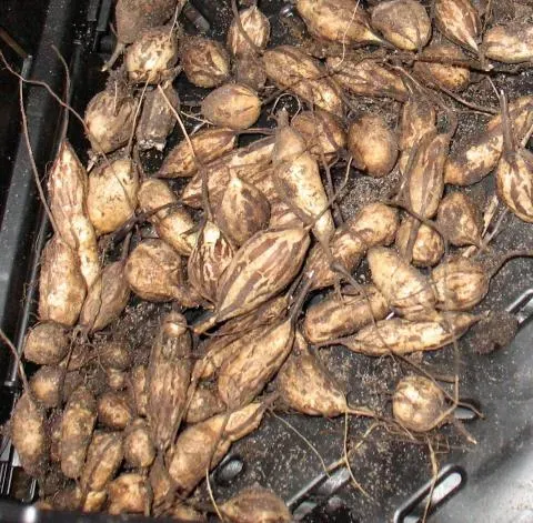 De Tuinen van MergenMetz Aardkastanje zaden 0,2 gr eetbaar