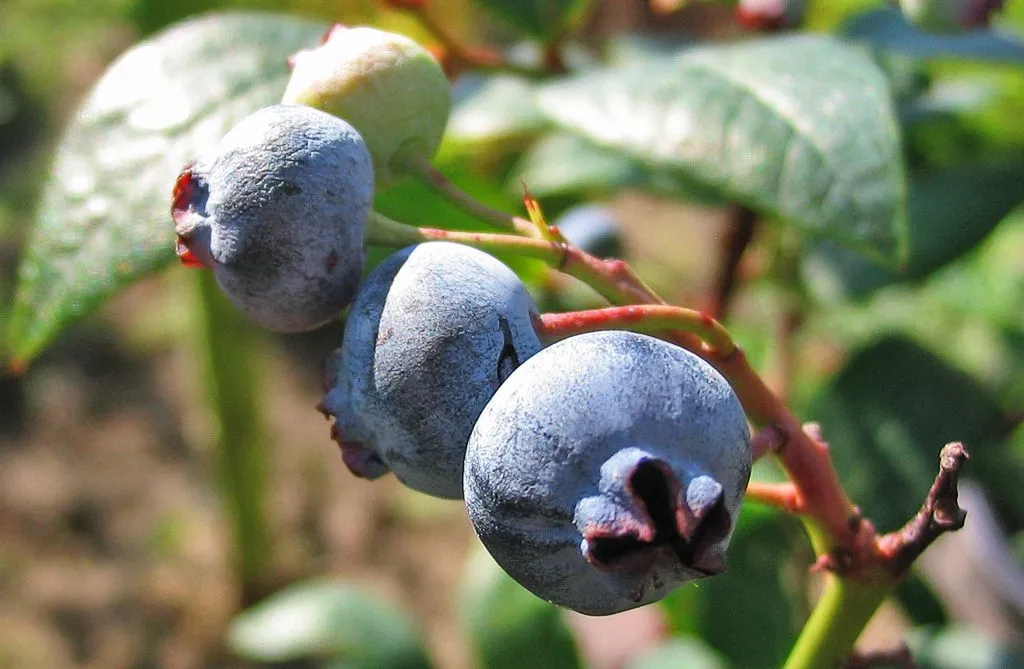 De Tuinen van MergenMetz Goldtraube 71 blauwe bessenplant