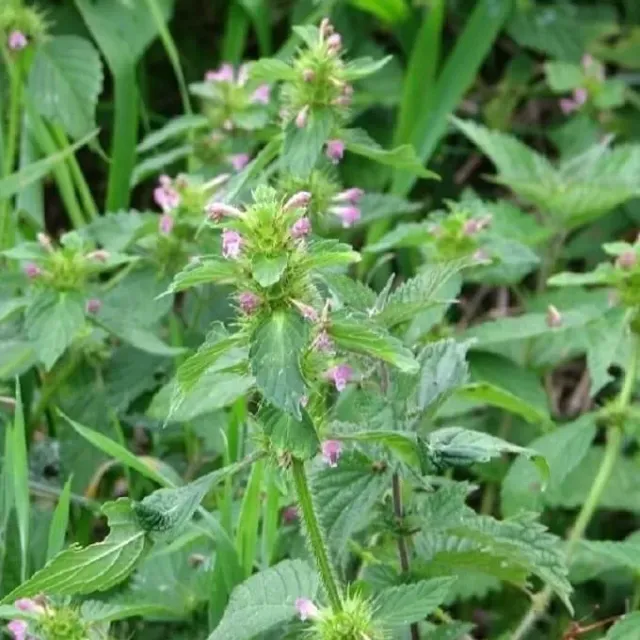 MediGran Galeopsis tetrahit hennepnetel zaden inheems