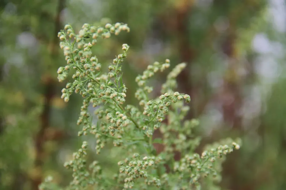 Vitale Rassen Zomeralsem zaden groen siergewas