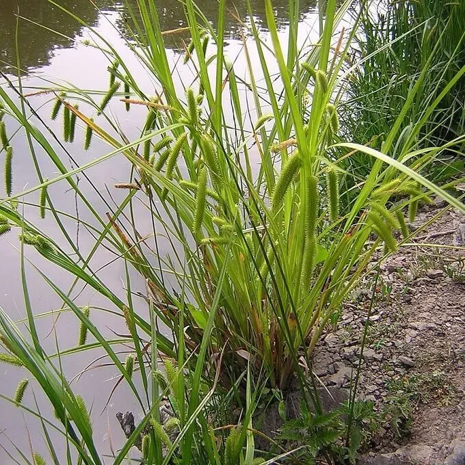 MediGran Carex pseudocyperus hoge cyperzegge zaden onbespoten