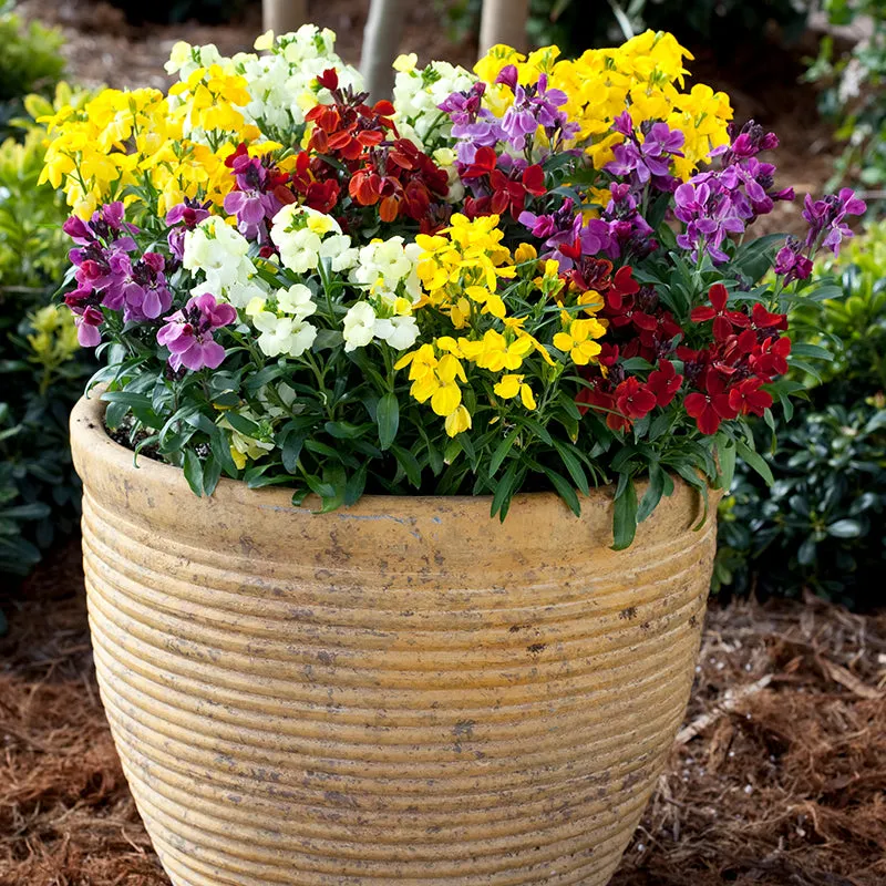 World Botanics Wallflower Sugar Rush Mixed F1 muurbloem 15 stuks