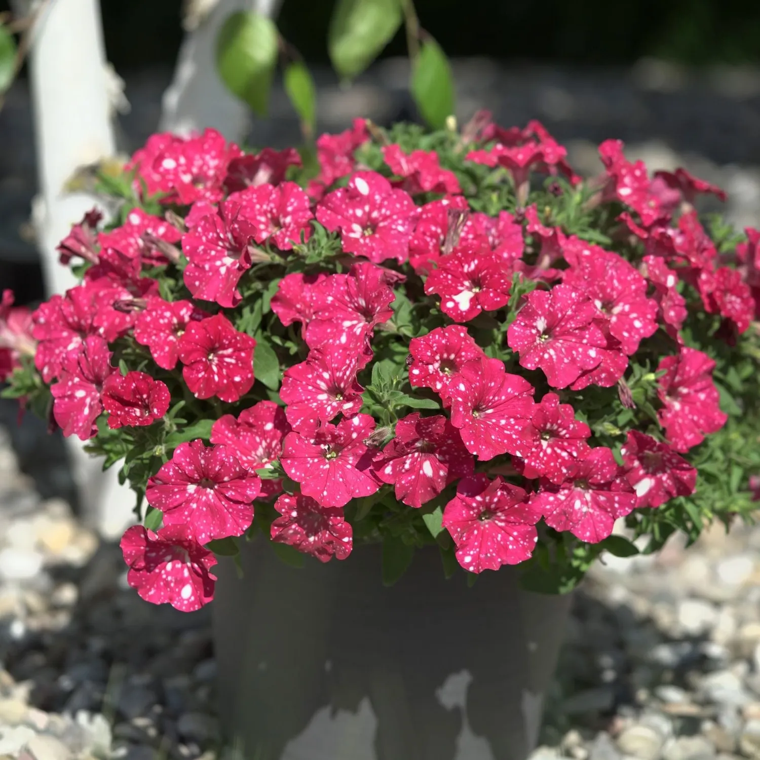 World Botanics Sparkling Sky petunia planten 15 jonge planten