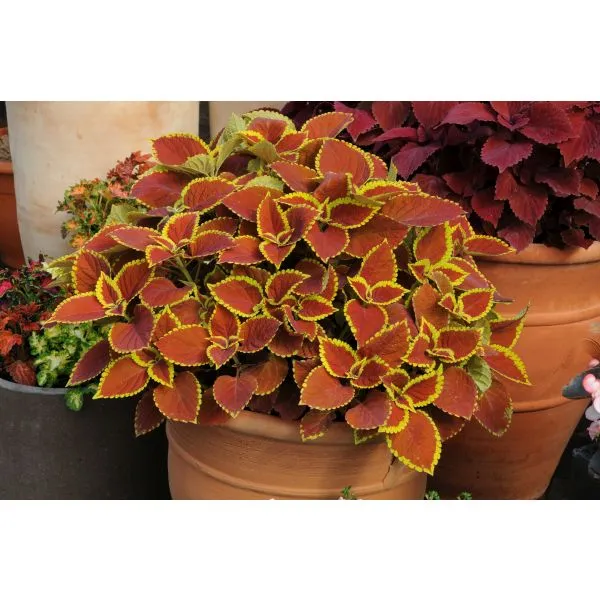 World Botanics Sunfighter Trusty Rusty coleus planten 5 stuks blad