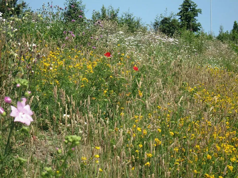 MediGran Graslandflora GV-47 bloemenmengsel vochtige grond