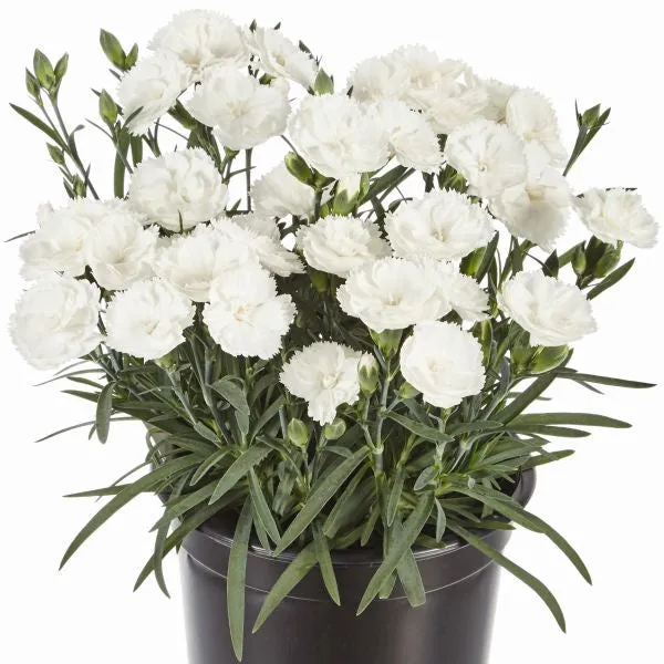 Johnsons Sweet Pleasure White anjer jonge planten wit 5 stuks