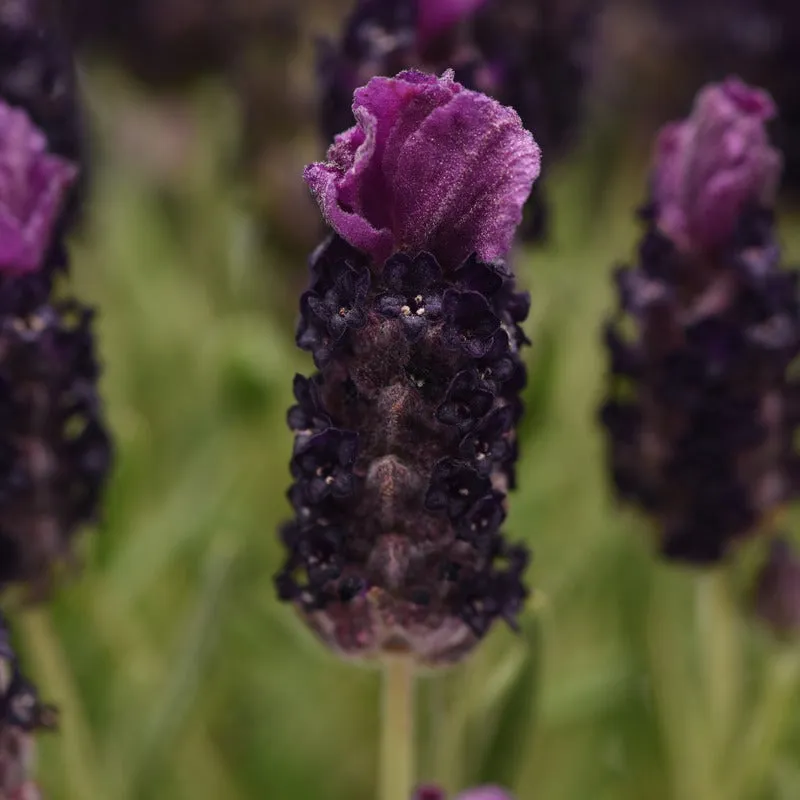 World Botanics Lavandula Stoechas Deep Purple lavendel 3 planten