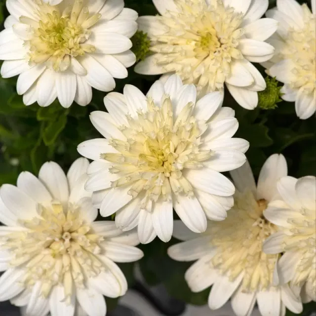 World Botanics Osteospermum Double Nanuk jonge planten 5 stuks wit