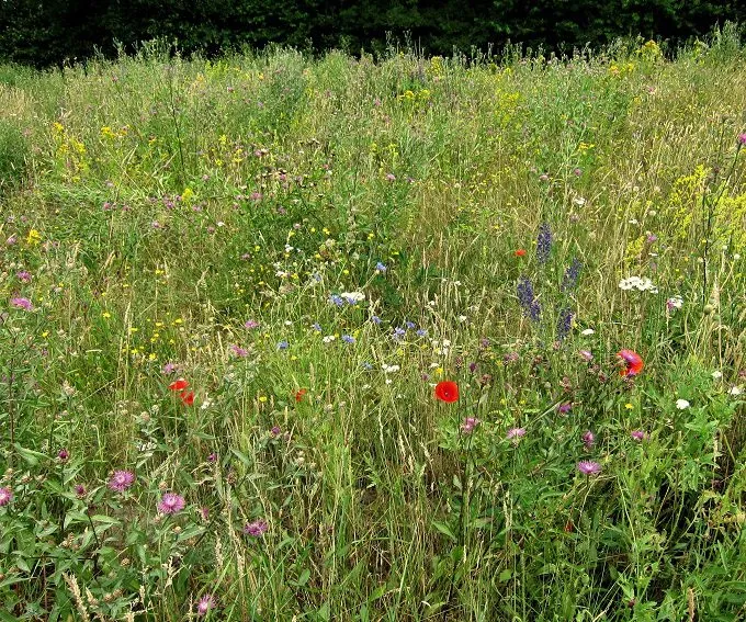 MediGran GD-63 graslandflora bloemenmengsel kalkrijk