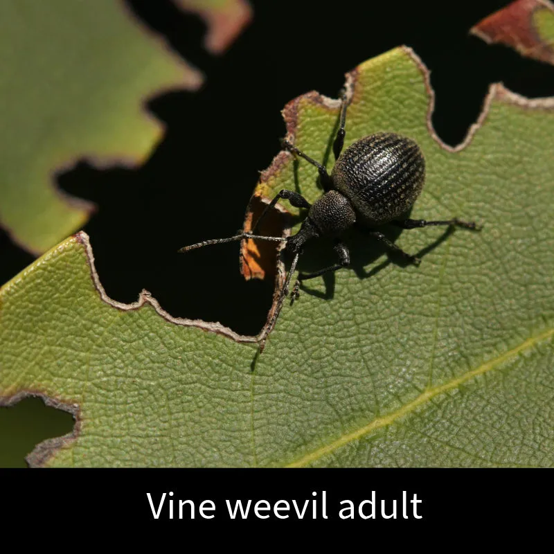 World Botanics Vine Weevil Control aaltjes 100 m²
