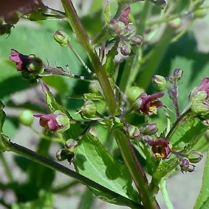 MediGran Scrophularia umbrosa helmkruid zaden vochtig