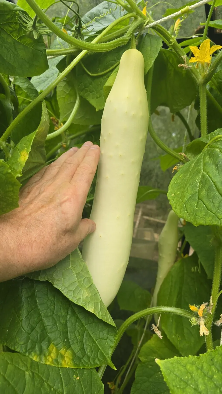 De Tuinen van MergenMetz Komkommer Witte Bruid zaden 10 stuks zeldzaam