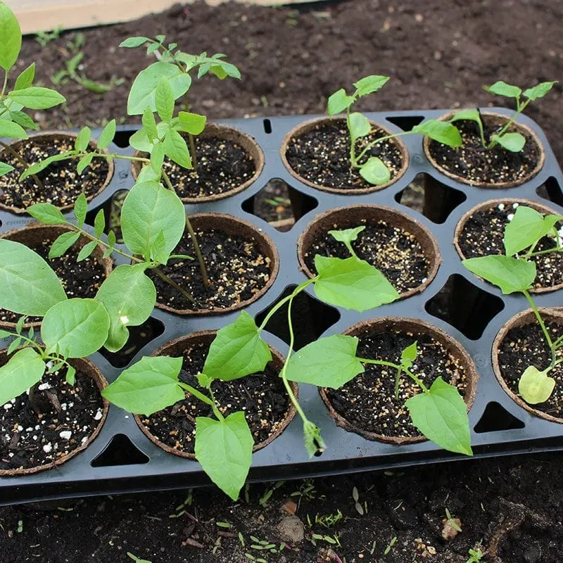 World Botanics Skelly Trays kweekbak 3 stuks 36 vakken biologisch