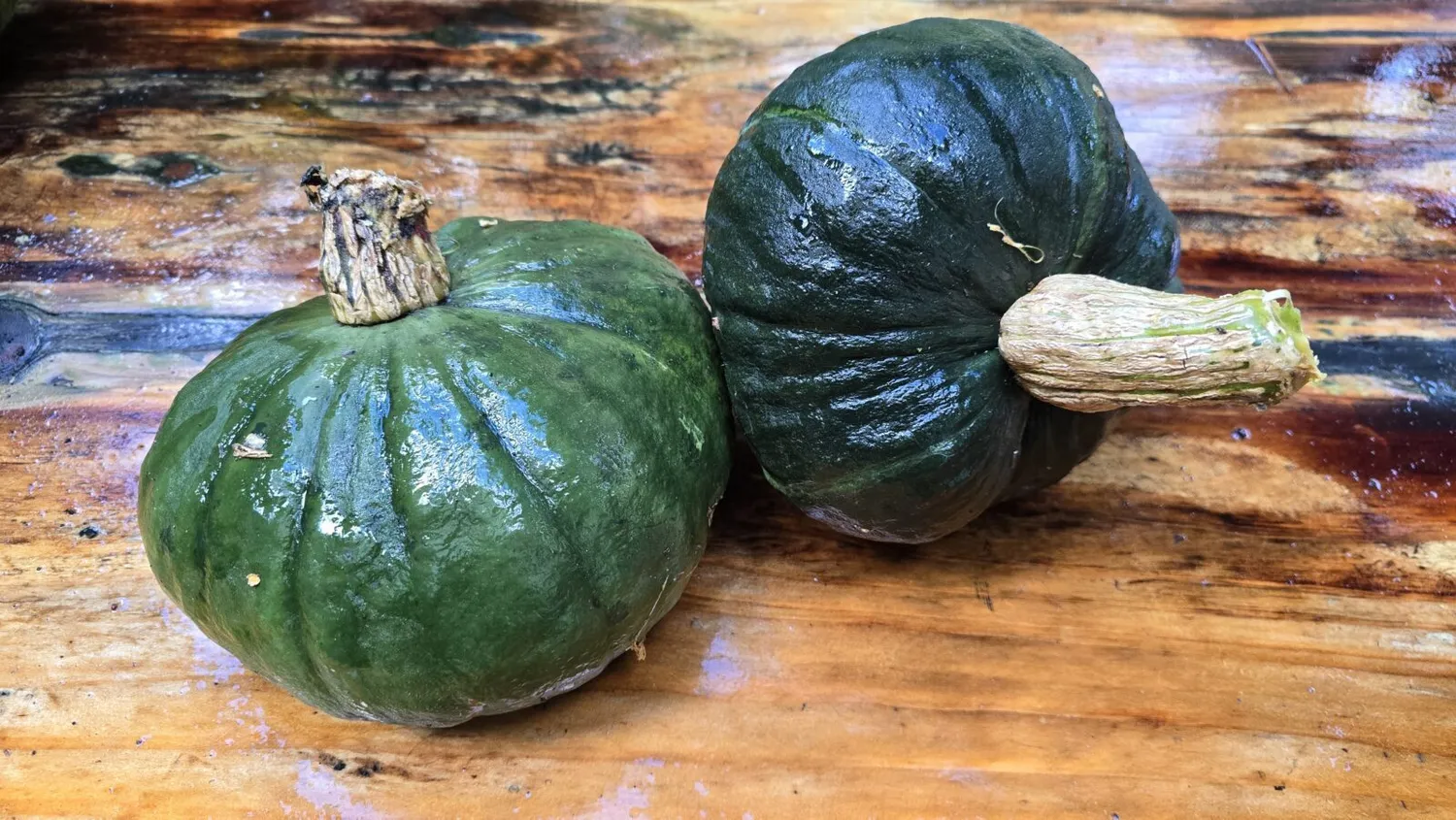 De Tuinen van MergenMetz Marina di Chioggia pompoenzaden 10 stuks