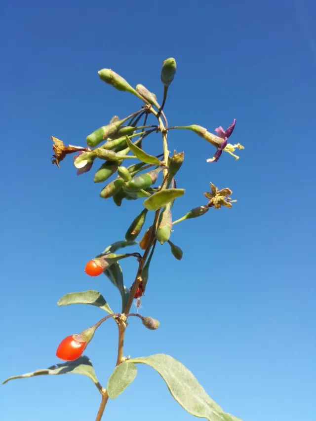 MergenMetz Boksdoorn Lycium barbarum Instant Success plant
