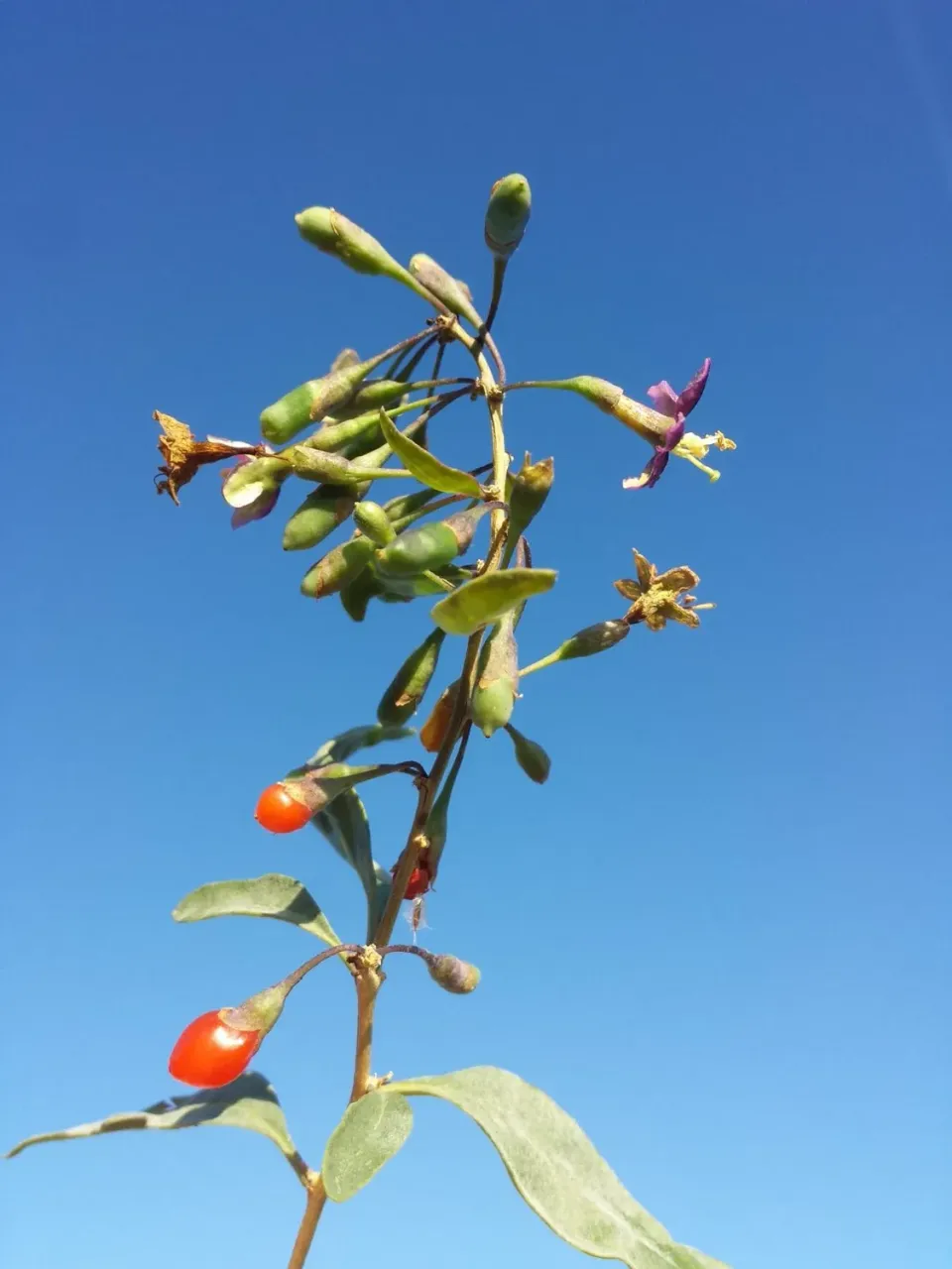 MergenMetz Boksdoorn Lycium barbarum Instant Success plant