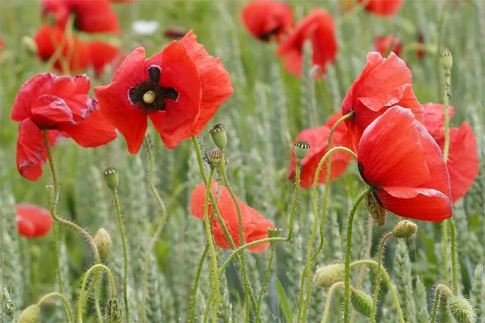 MediGran Graanakkerflora GA-5 bloemenzaden inheems