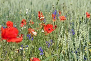 MediGran Graanakkerflora GA-5 bloemenzaden inheems