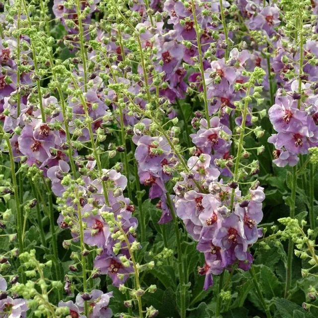 World Botanics Verbascum Sugar Plum toortsplanten 3 stuks