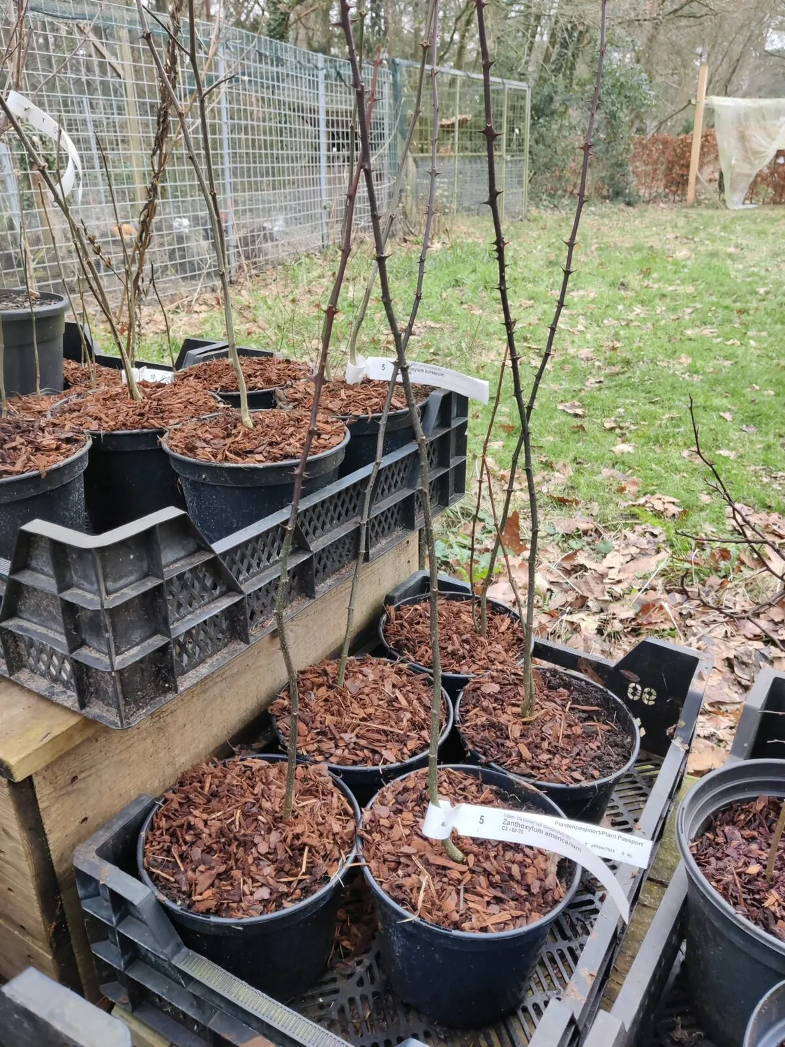 De Tuinen van MergenMetz Amerikaanse Szechuanpeper plant 2 meter