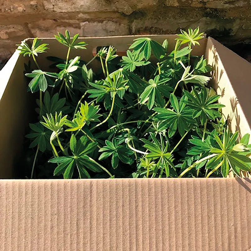 World Botanics Gallery Mixed lupine planten 15 stuks bijvriendelijk