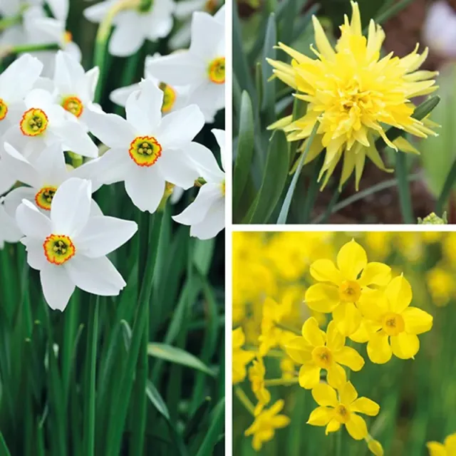 World Botanics Successional narcissen bloembollen 45 stuks